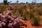 desertflowers